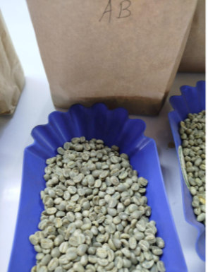 Kenya Arabica AB green coffee beans