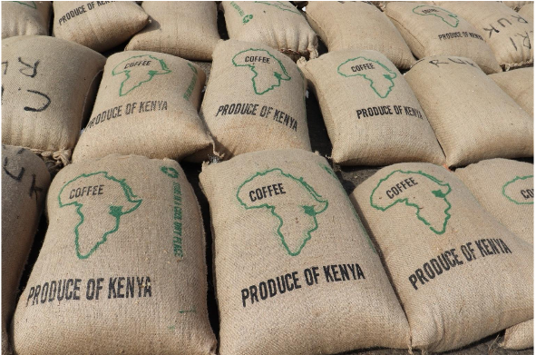 Kenya Arabica AB green coffee beans