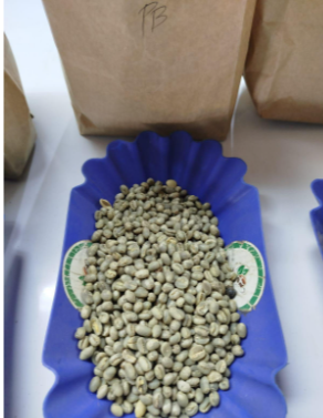 Arabica Pea Berry Coffee Beans.