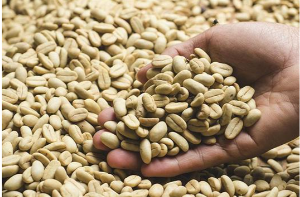 Kenya Arabica TT Coffee Beans – Light-density separation grade.